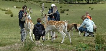 La vallée des daims