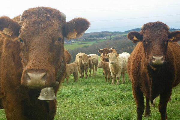 Vache Salers - Plus beau Village de France