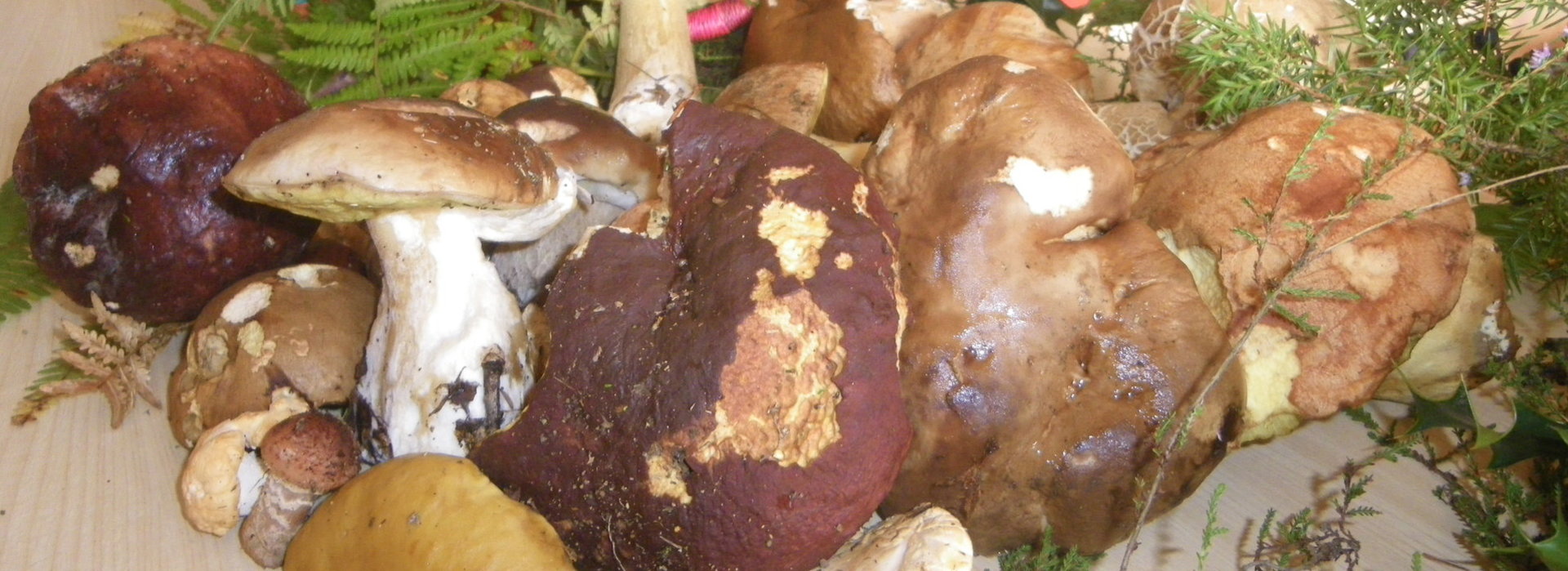 Gite Cantal - Lafeuillade en Vézie (15)